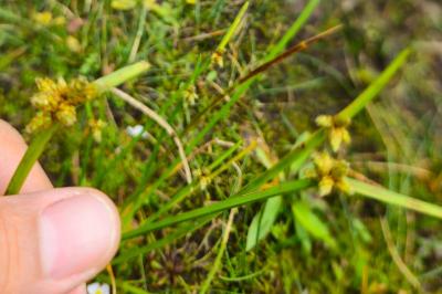 Schoenoplectiella mucronata