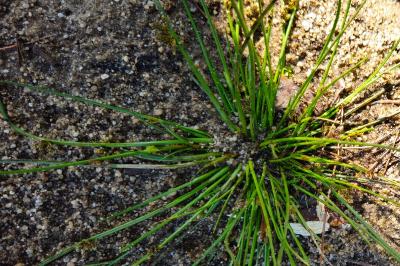 Schoenoplectiella supina