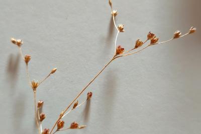 Juncus tenageia