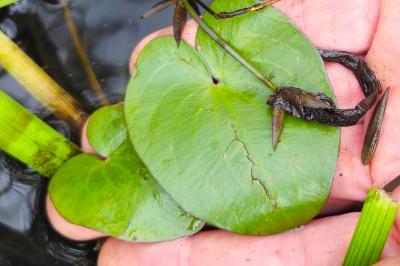 Caldesia parnassifolia