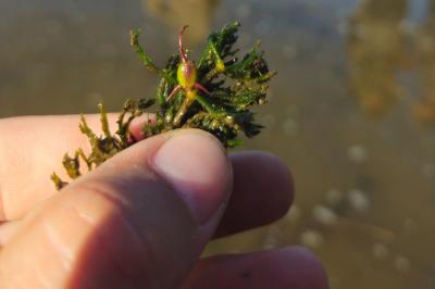 Ceratophyllum demersum