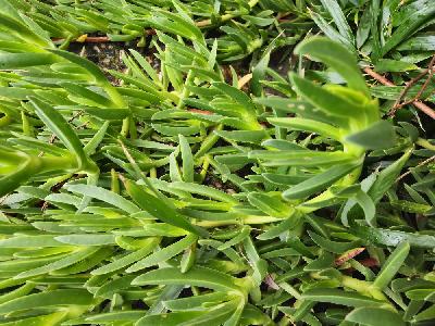 flore1770628934658odk