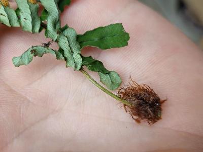 flore1771060062761odk