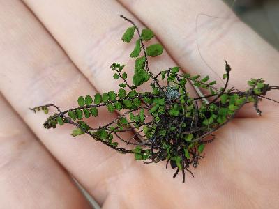 flore1771060465969odk