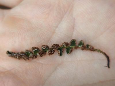 flore1771060749647odk