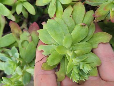 flore1771354671440odk