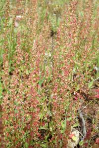 Rumex bucephalophorus subsp. gallicus