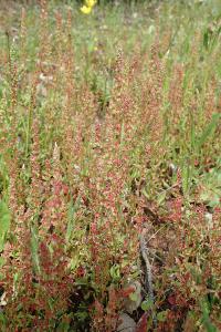 Rumex bucephalophorus subsp. gallicus
