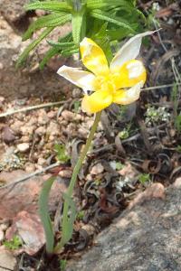 Tulipa sylvestris subsp. australis