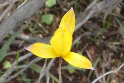 Tulipa sylvestris subsp. australis