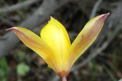 Tulipa sylvestris subsp. australis