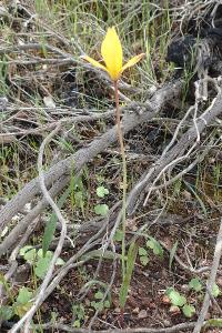 Tulipa sylvestris subsp. australis