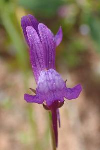 Linaria pelisseriana