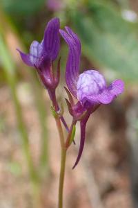 Linaria pelisseriana