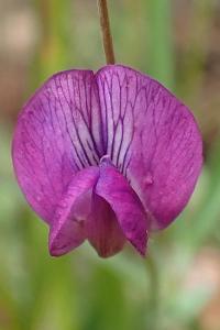 Lathyrus angulatus