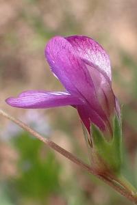 Lathyrus angulatus
