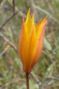 Tulipa sylvestris subsp. australis