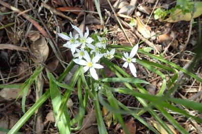 Ornithogalum