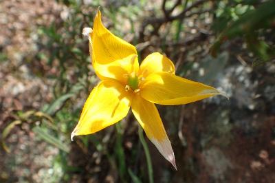 Tulipa sylvestris subsp. australis