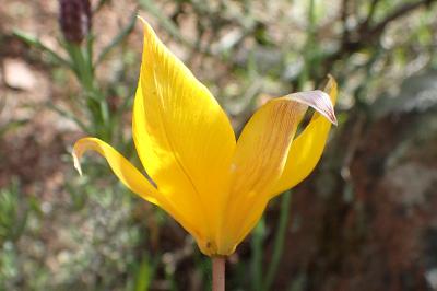 Tulipa sylvestris subsp. australis