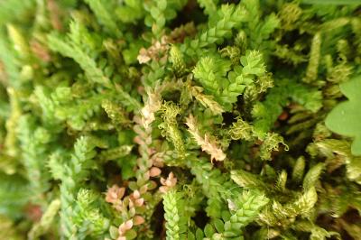 Selaginella denticulata