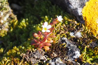 Saxifraga tridactylites