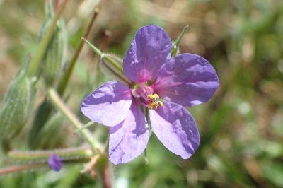 Erodium ciconium
