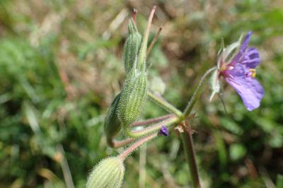 Erodium ciconium