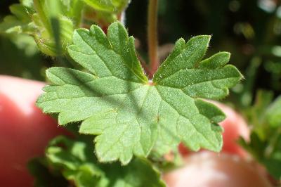 Geranium rotundifolium