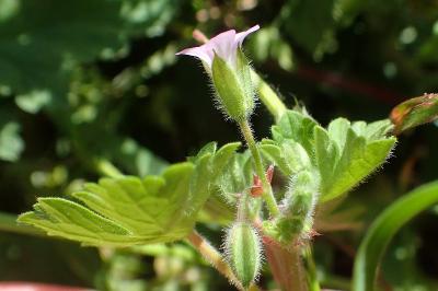 Geranium rotundifolium