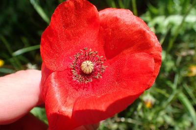 Papaver rhoeas
