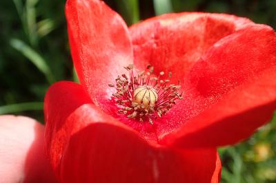 Papaver rhoeas