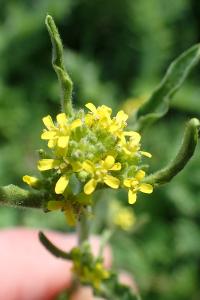 Sisymbrium officinale
