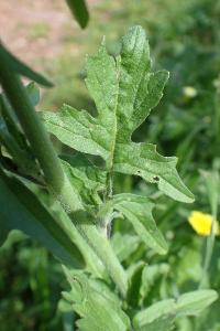 Sisymbrium officinale