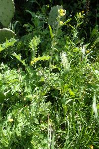Sisymbrium officinale