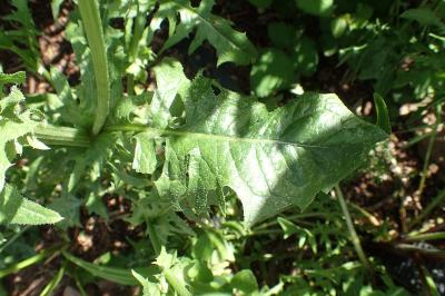 Crepis vesicaria