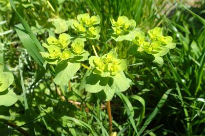 Euphorbia helioscopia
