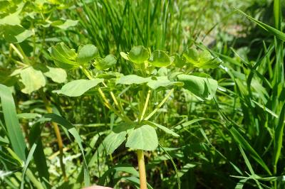 Euphorbia helioscopia
