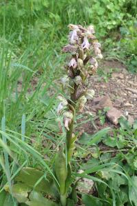 Himantoglossum robertianum