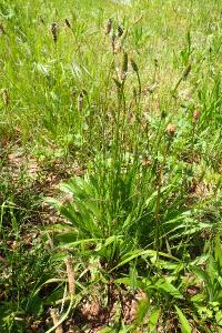 Plantago lanceolata