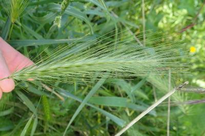 Hordeum murinum