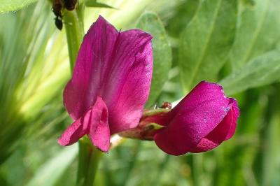 Vicia sativa