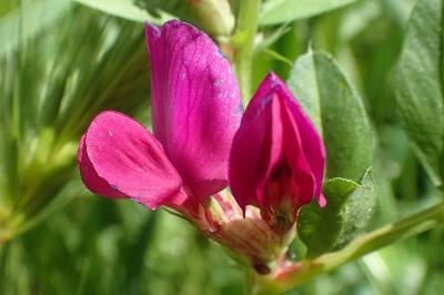 Vicia sativa