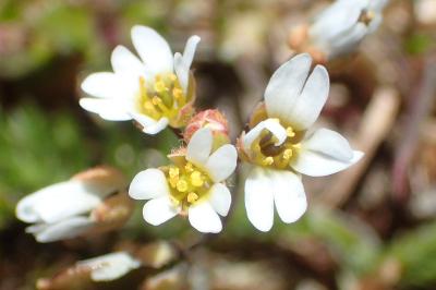 Draba verna
