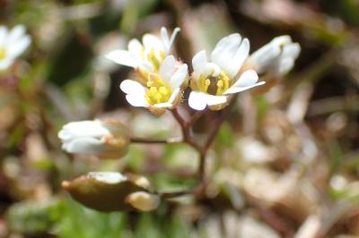 Draba verna