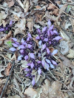 flore1773160408219odk