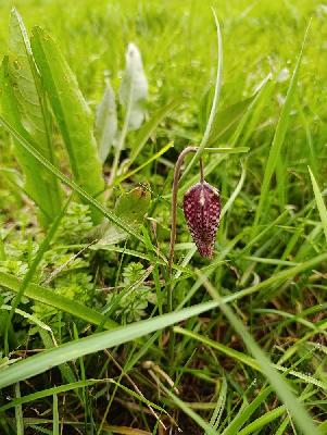Fritillaria meleagris