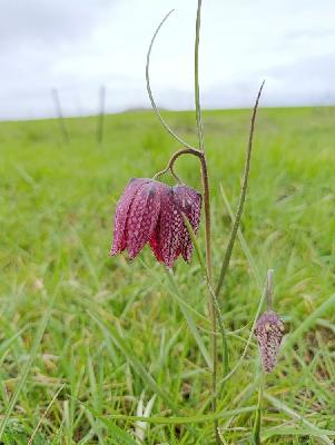 Fritillaria meleagris