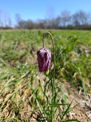 Fritillaria meleagris