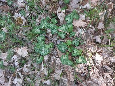 flore1773836536758odk